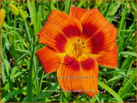 Hemerocallis 'Holiday Delight'