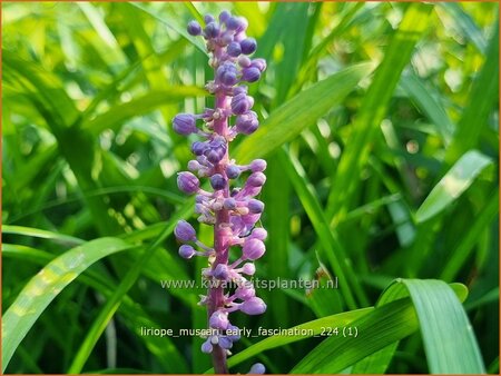 Liriope muscari &#39;Early Fascination&#39;