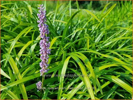 Liriope muscari &#39;Early Fascination&#39;