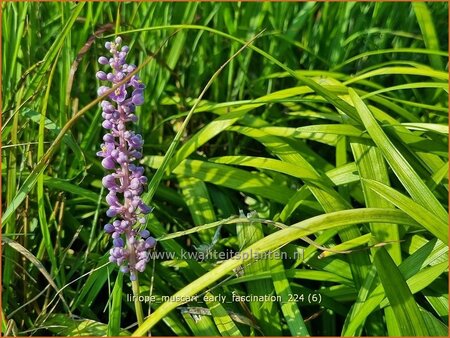Liriope muscari &#39;Early Fascination&#39;