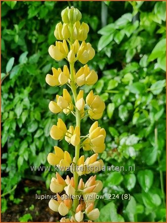 Lupinus 'Gallery Yellow'