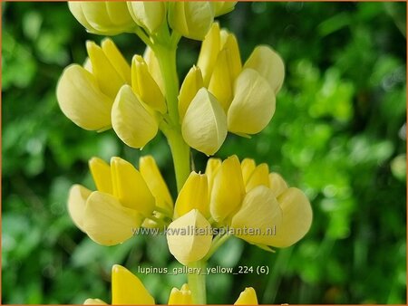 Lupinus 'Gallery Yellow'
