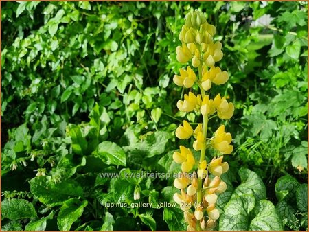 Lupinus 'Gallery Yellow'