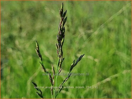 Molinia arundinacea &#39;Witches Broom&#39;