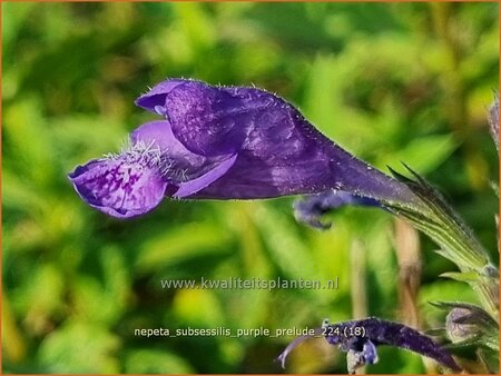Nepeta subsessilis &#39;Purple Prelude&#39;