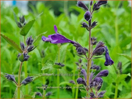 Nepeta subsessilis &#39;Purple Prelude&#39;