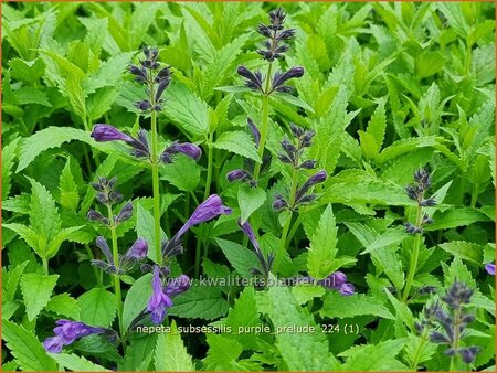 Nepeta subsessilis &#39;Purple Prelude&#39;