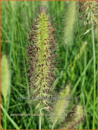 Pennisetum alopecuroides &#39;Lady U&#39;