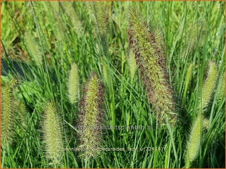 Pennisetum alopecuroides &#39;Lady U&#39;