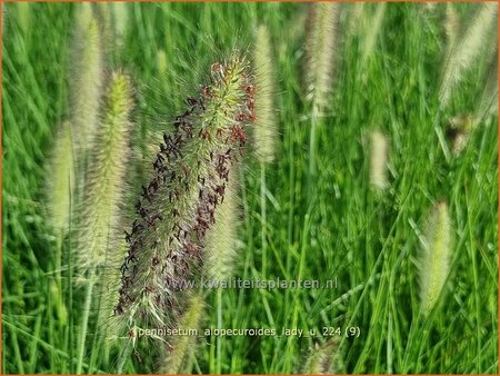 Pennisetum alopecuroides &#39;Lady U&#39;