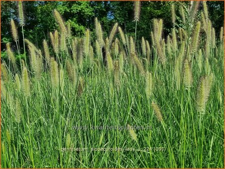 Pennisetum alopecuroides &#39;Lady U&#39;