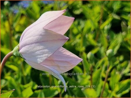 Platycodon grandiflorus &#39;Astra Rose&#39;