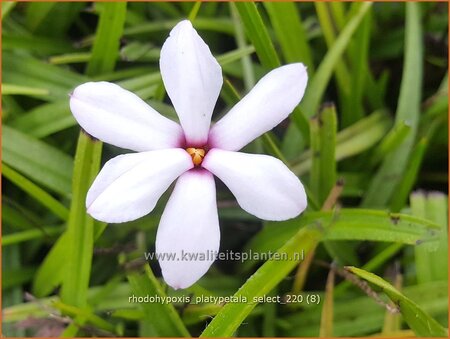 Rhodohypoxis platypetale &#39;Select&#39;