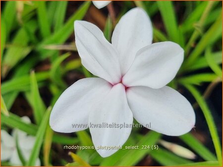 Rhodohypoxis platypetale &#39;Select&#39;
