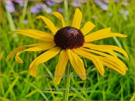 Rudbeckia fulgida &#39;Goldblitz&#39;