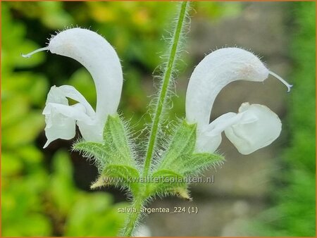 Salvia argentea