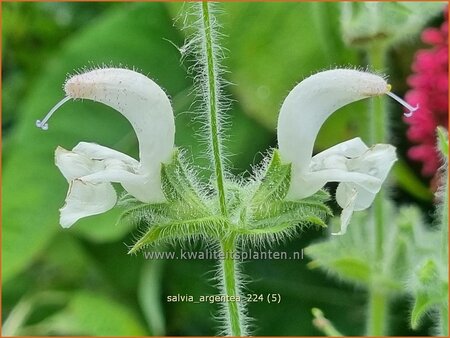 Salvia argentea