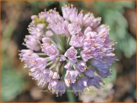 Allium lusitanicum &#39;Blue Eddy&#39;