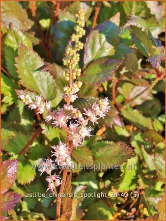 Astilbe chinensis &#39;Spotlight&#39;