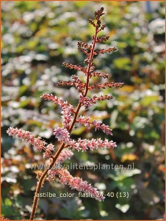 Astilbe 'Color Flash'