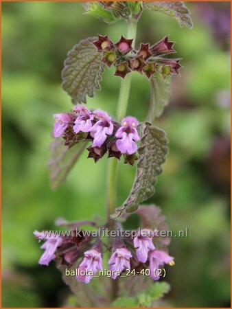 Ballota nigra
