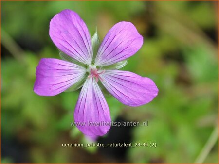 Geranium palustre &#39;Naturtalent&#39;