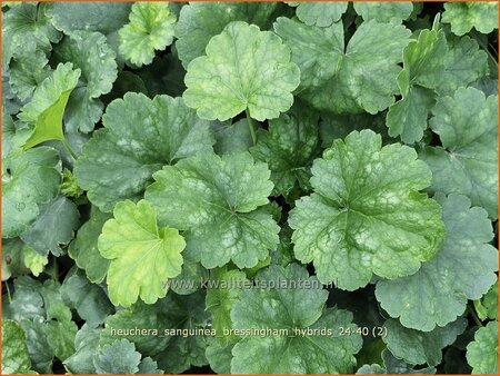 Heuchera sanguinea &#39;Bressingham Hybrids&#39;