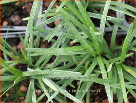 Ophiopogon planiscapus 'Olivaceus'