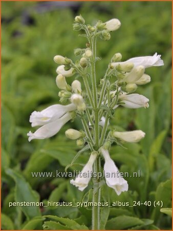 Penstemon hirsutus &#39;Pygmaeus Albus&#39;