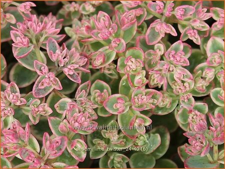 Sedum &#39;Lime Twister&#39;
