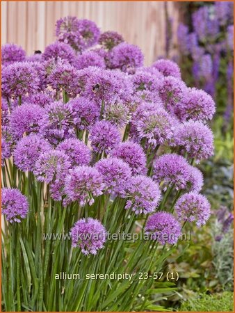 Allium &#39;Serendipity&#39;