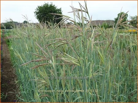 Andropogon hallii &#39;Yellow Konza&#39;