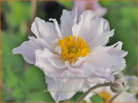 Anemone 'Frilly Knickers'