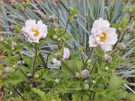Anemone 'Frilly Knickers'