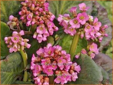 Bergenia &#39;Dark Margin&#39;