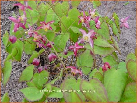 Epimedium rubrum &#39;Galadriel&#39;