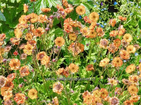 Geum 'Tutti Frutti'