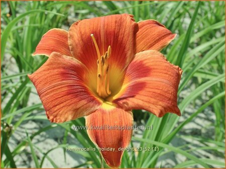 Hemerocallis 'Holiday Delight'