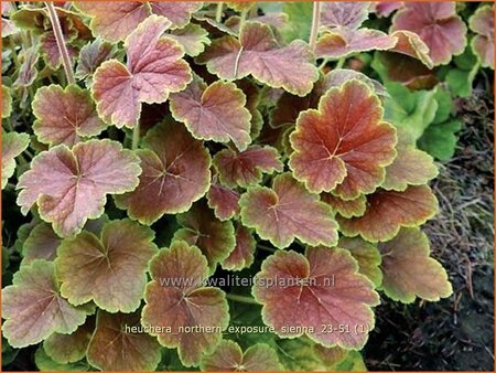 Heuchera &#39;Northern Exposure Sienna&#39;