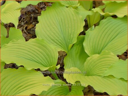 Hosta &#39;Dancing Queen&#39;