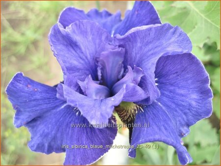 Iris sibirica &#39;Blaue Milchstrasse&#39;