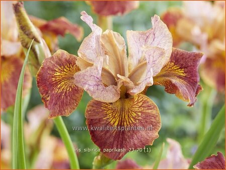 Iris sibirica &#39;Paprikash&#39;