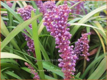 Liriope muscari &#39;Early Fascination&#39;