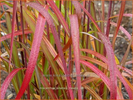 Miscanthus sinensis &#39;Navajo&#39; (pot 11 cm)