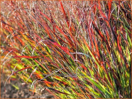 Panicum virgatum &#39;JS Dark Night&#39;