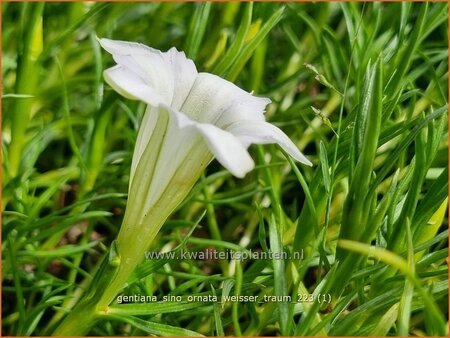 Gentiana sino-ornata 'Weisser Traum'