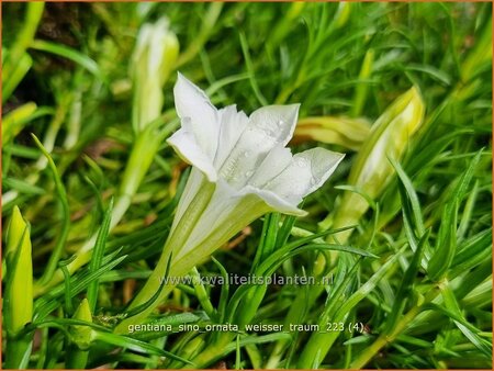 Gentiana sino-ornata 'Weisser Traum'
