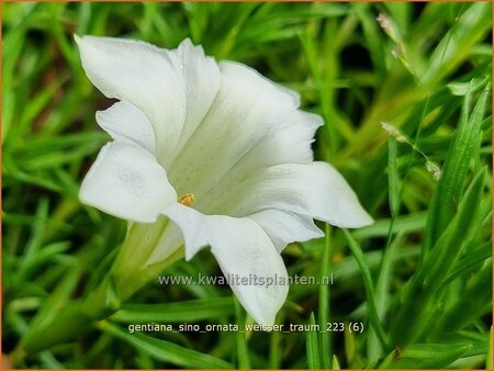 Gentiana sino-ornata 'Weisser Traum'