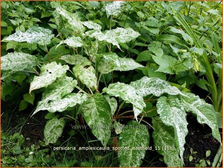 Persicaria amplexicaulis &#39;Spotted Eastfield&#39;