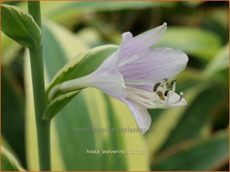 Hosta &#39;Wolverine&#39;